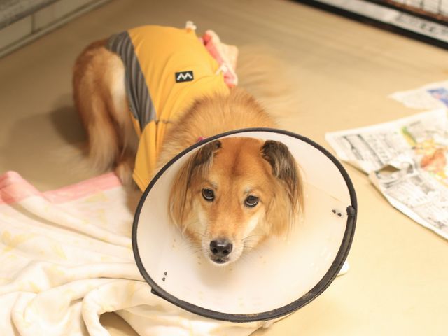 ID4673の写真1