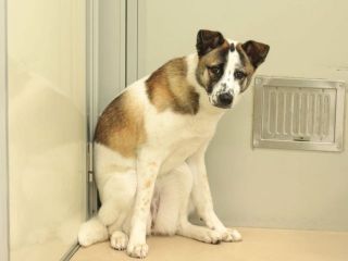 里親さんを待っている犬たち 毎日面会可 Npo法人犬と猫のためのライフボート 里親さんを待っている犬たち 毎日面会可 Npo法人犬と猫のためのライフボート