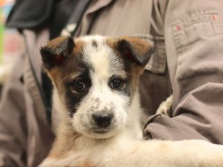 里親さんを待っている犬たち 毎日面会可 Npo法人犬と猫のためのライフボート